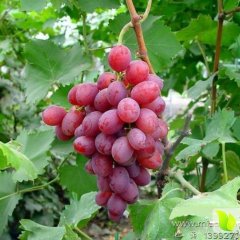 敦煌葡萄假一赔十黄渠戴生虎诚信合作