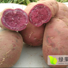 开封商薯19红薯正火热大量上市！！！！