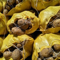 2016公主岭土豆再不来就没机会了！