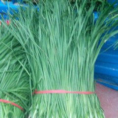 柘城韭菜著名品种,远襄董来厂诚信合作