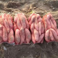 龙署九号 红薯
