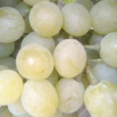 平度市明村镇葡萄口感好，甜度高