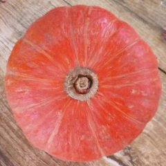 山西神池新明诚信合作社红南瓜