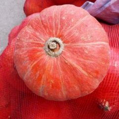 山西神池新明诚信合作社金红冠南瓜