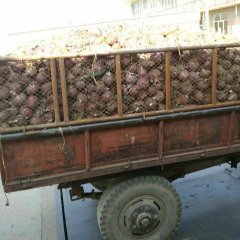 九原洋葱 个头大 色泽好