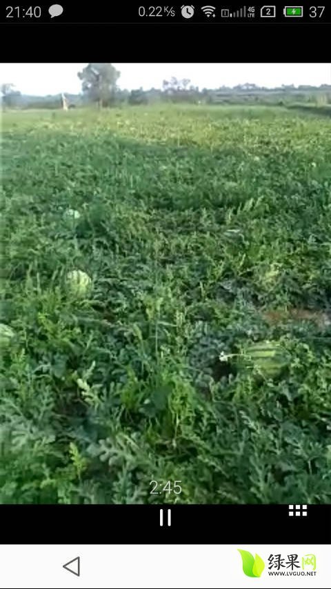 硒砂瓜价格