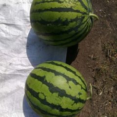 黑龙江海伦早春红玉西瓜产销两旺