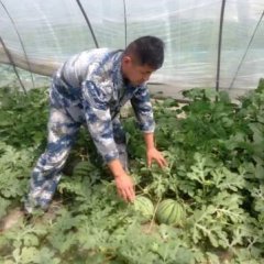 陕西定边金花一号西瓜上货量大