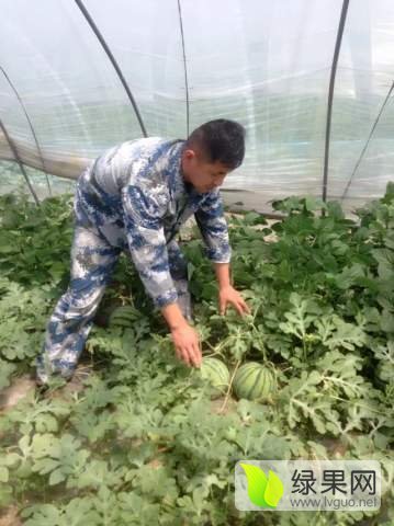 硒砂瓜价格