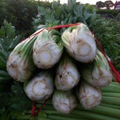 2016靖边芹菜价格波动不大