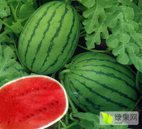 2016年辽宁新民京欣价格