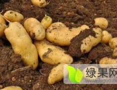 2016多伦土豆收购工作全面开展