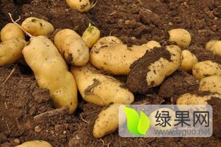 2016多伦土豆收购工作全面开展