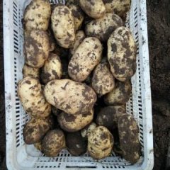 围场新地孙伟8月荷兰十五土豆