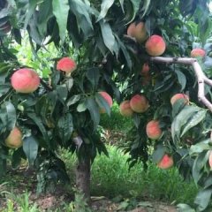 万荣晚久宝毛桃目前正大量上市