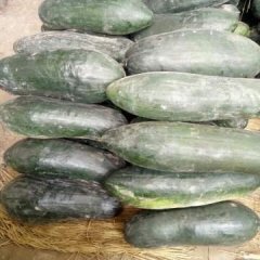 2016中牟冬瓜质量好，品质优
