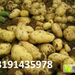 内蒙古呼和浩特荷兰十五土豆