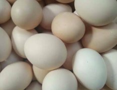 江苏沛县散养土鸡蛋禽蛋及制品名扬天下