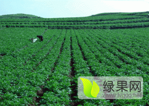 尚义大青刘凤林8月荷兰十五土豆