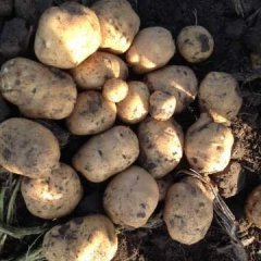 公主岭土豆俏销大江南北