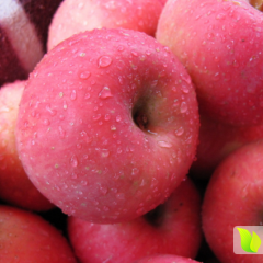 嘎啦苹果果实中等大，短圆锥形