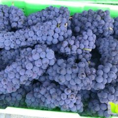 瓦房店黑提葡萄 大连无籽黑提葡萄 东北特产