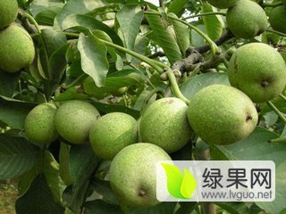 2016年甘肃宁县青皮核桃价格