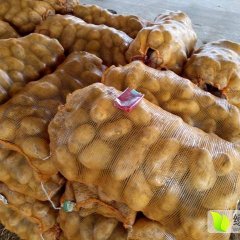 元宝山土豆火热上市,黑水马涛诚信合作