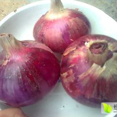 河南尉氏红皮洋葱产销两旺