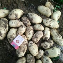 围场土豆上市了