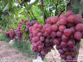 陕西大荔红提葡萄上市价格