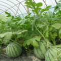 太仓璜泾老缪供应8424西瓜