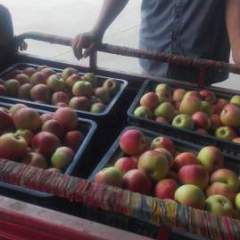 万荣山西胡勇宣8月嘎啦苹果