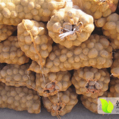 公主岭土豆价格适宜怀德待办万隆