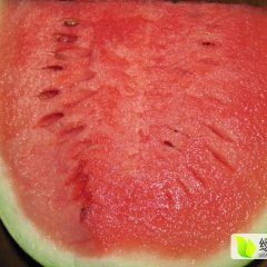 会宁扎子塬罗儒君8月硒砂瓜金花一号上市