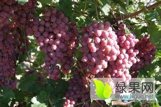 陕西大荔红提葡萄口感爽口