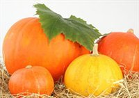 凌海右卫金晓薇7月日本小南瓜