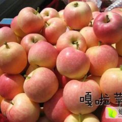 供应山东潍坊红嘎啦苹果
