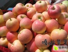 供应山东潍坊红嘎啦苹果