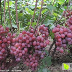 供应陕西红提葡萄 葡萄价格 货源充足