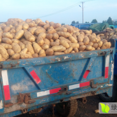 2016昌邑 荷兰土豆