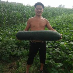 河南沁阳黑皮冬瓜欢迎各位老板来地考察