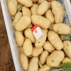 山东昌乐荷兰十五土豆著名品牌