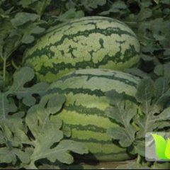 2016宁县西瓜价格波动不大