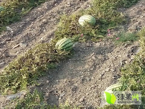 硒砂瓜价格