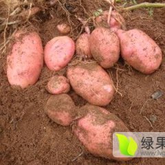 阳信张利民8月青薯9号土豆