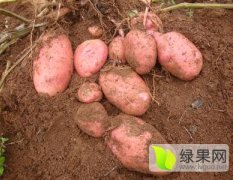 阳信张利民8月青薯9号土豆