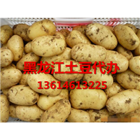 黑龙江讷河同义.兴佳.中薯.荷兰，