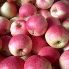 2016临猗苹果再不来就没机会了！