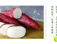 2016唐河红薯大量上市 各种品种都有